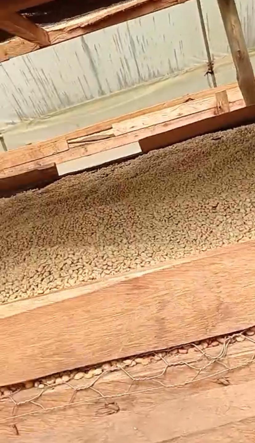 Kenia bringt einen der besten Kaffees der Welt hervor.