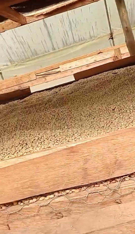Kenia bringt einen der besten Kaffees der Welt hervor.
