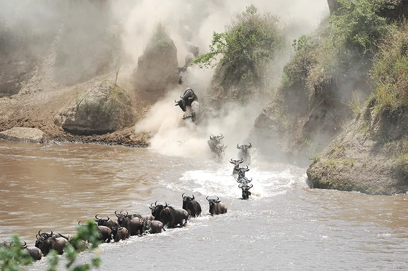 Die große Wanderung der Gnus, Masai Mara, Kenia